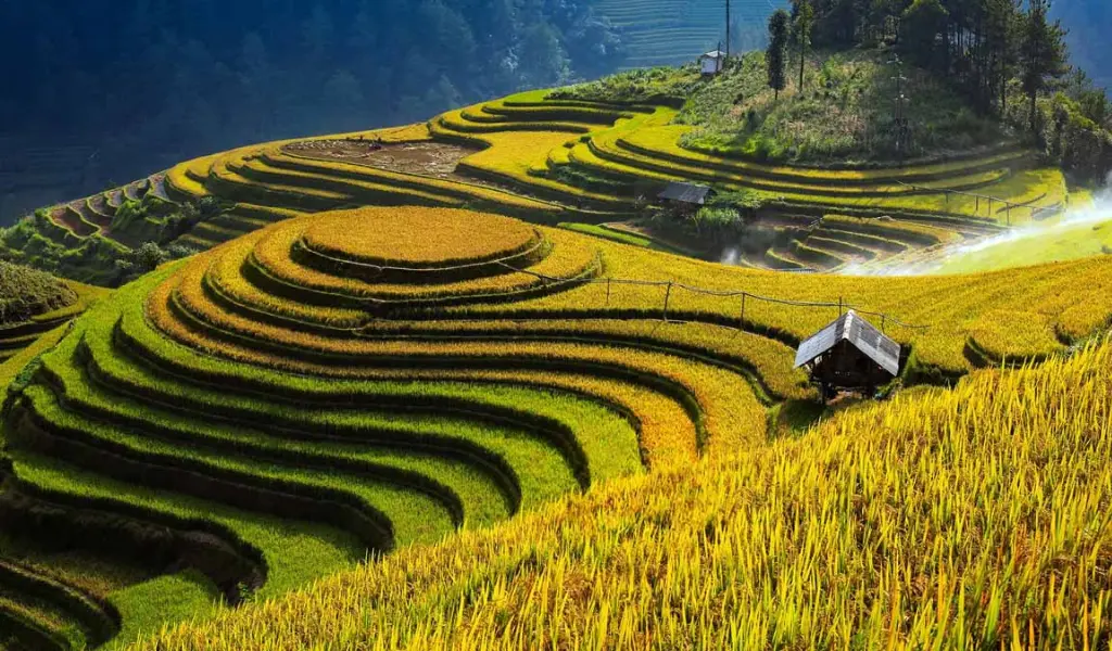 Ruộng bậc thang Mù Cang Chải mùa lúa chín vàng rực rỡ