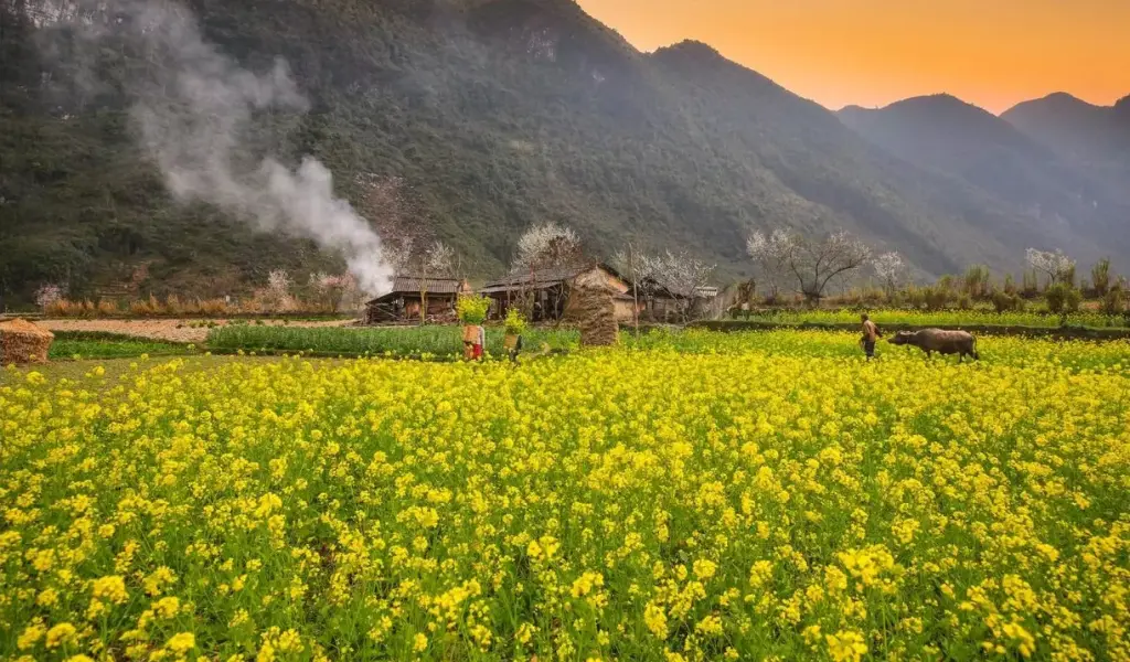 Hà Giang núi đá kỳ vĩ hoa tam giác mạch lôi cuốn mọi ánh nhìn