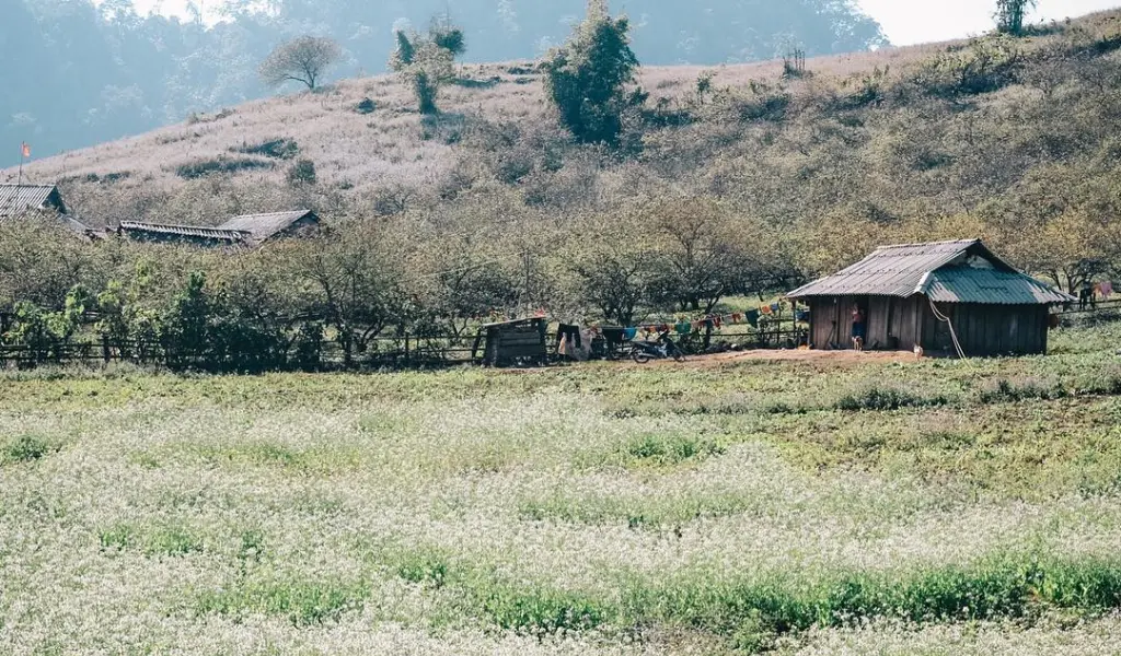 Hoa mận nở trắng tinh khôi trên ruộng bậc thang Mộc Châu