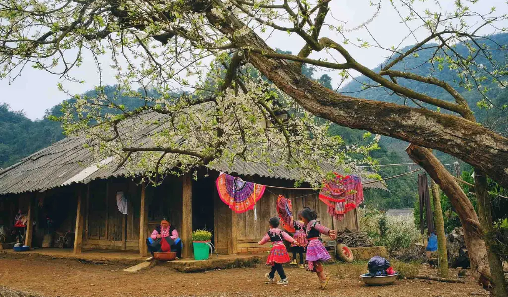 Vườn hoa mận trắng mênh mông giữa không gian hoang sơ Phiêng Cành