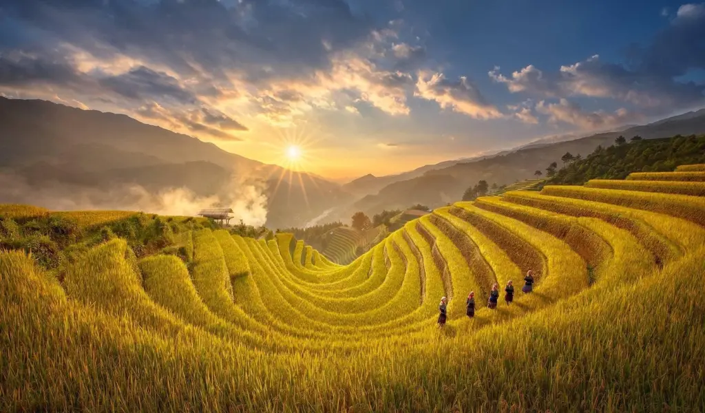 Mù Cang Chải và Y Tý là nơi đẹp nhất khi vào mùa lúa chín vàng