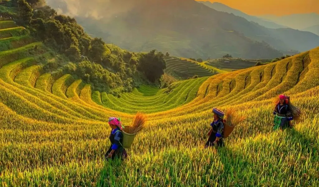 Mù Cang Chải nổi tiếng với ruộng bậc thang vàng rực mùa lúa chín
