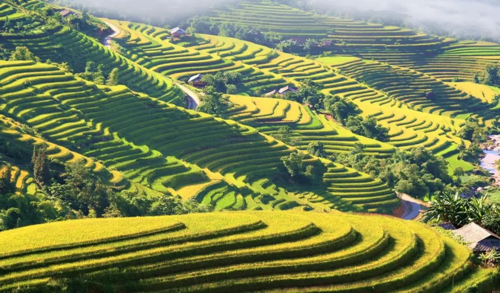 Bản Phùng và Bản Luốc mang đến cảnh sắc ruộng lúa vàng tuyệt đẹp