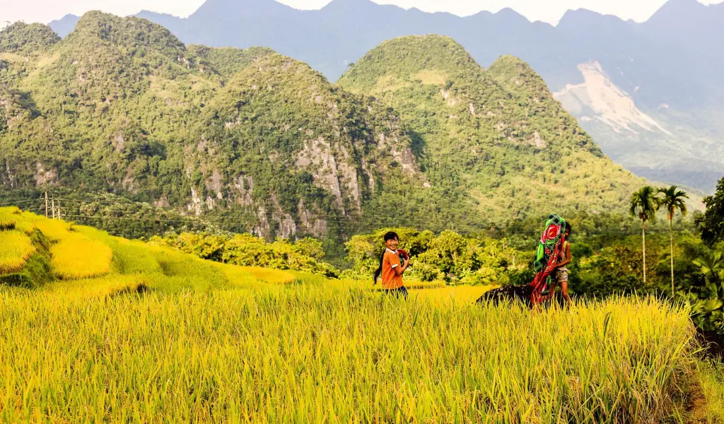 Bản Sơn Thủy và Bản Kịt mang đến cảnh đẹp hoàn hảo của ruộng lúa vàng
