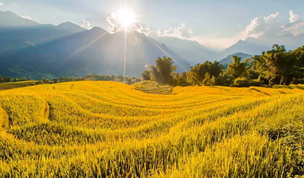 Mùa lúa chín Sapa mang đến cảnh sắc vàng óng tuyệt đẹp từ tháng 9 đến tháng 10