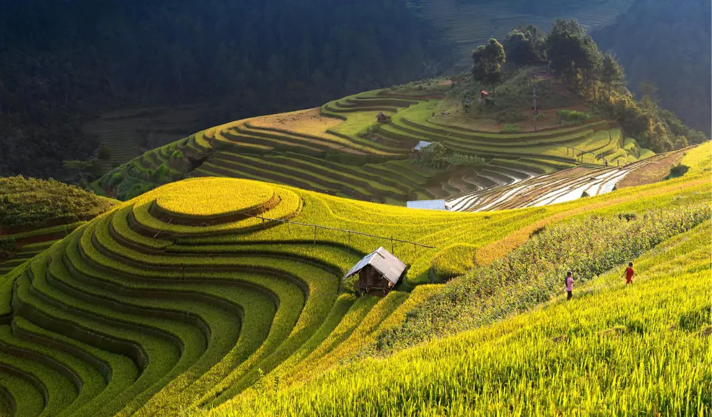 Top 7+ điểm check-in mùa lúa chín vàng ở Tây Bắc