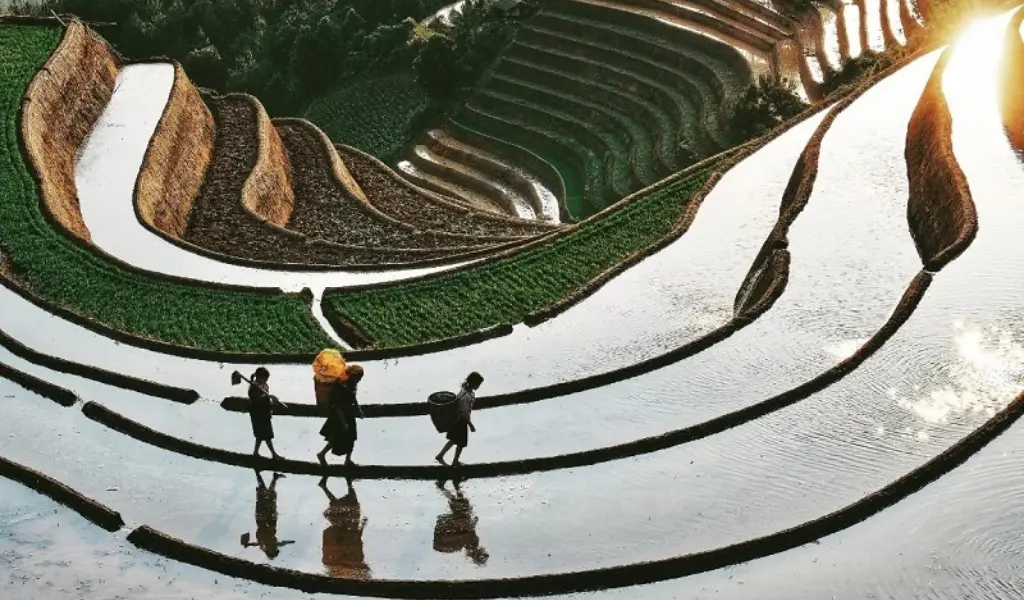 Người dân bản địa cùng nhau xuống đồng cấy lúa mùa nước đổ
